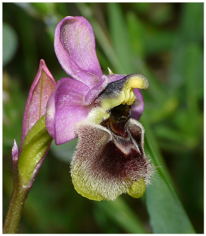 Ophrys tenthredifera strana e Serapias cordigera